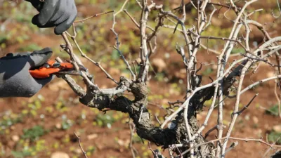 Yozgat'ta geçen yıl yaşanan don olayından etkilenen üzüm bağları, bu