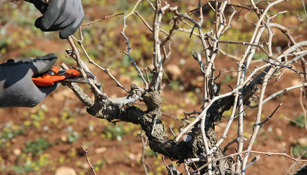 Yozgat'ta geçen yıl yaşanan don olayından etkilenen üzüm bağları, bu