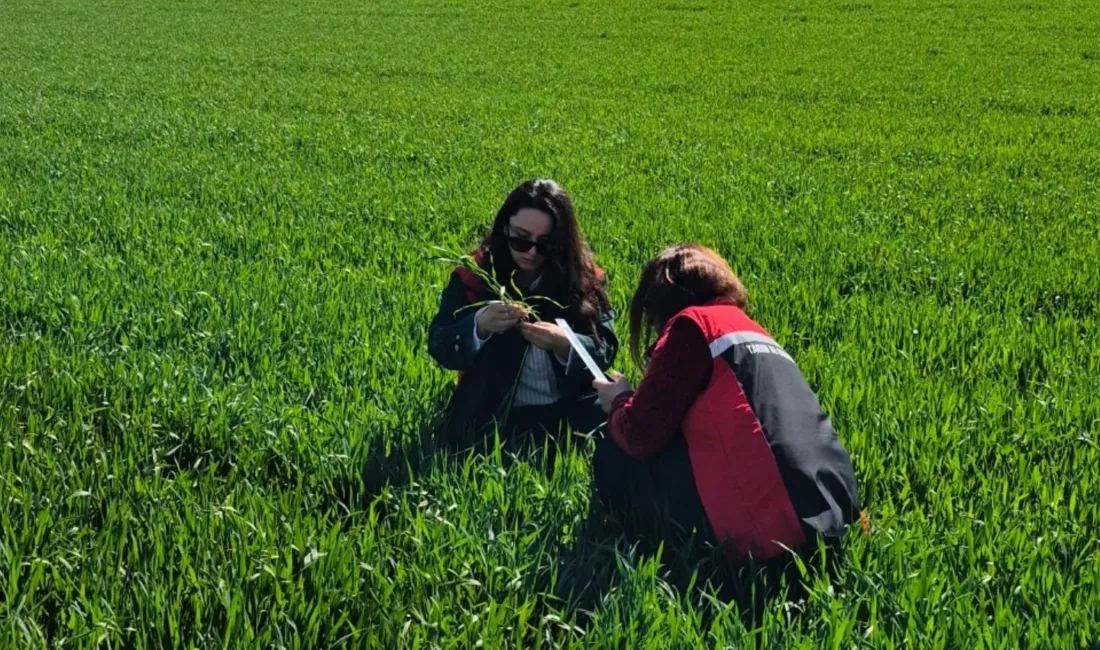 Yerköy İlçe Tarım ve Orman Müdürlüğü ekipleri, ekili alanlarda bitkisel