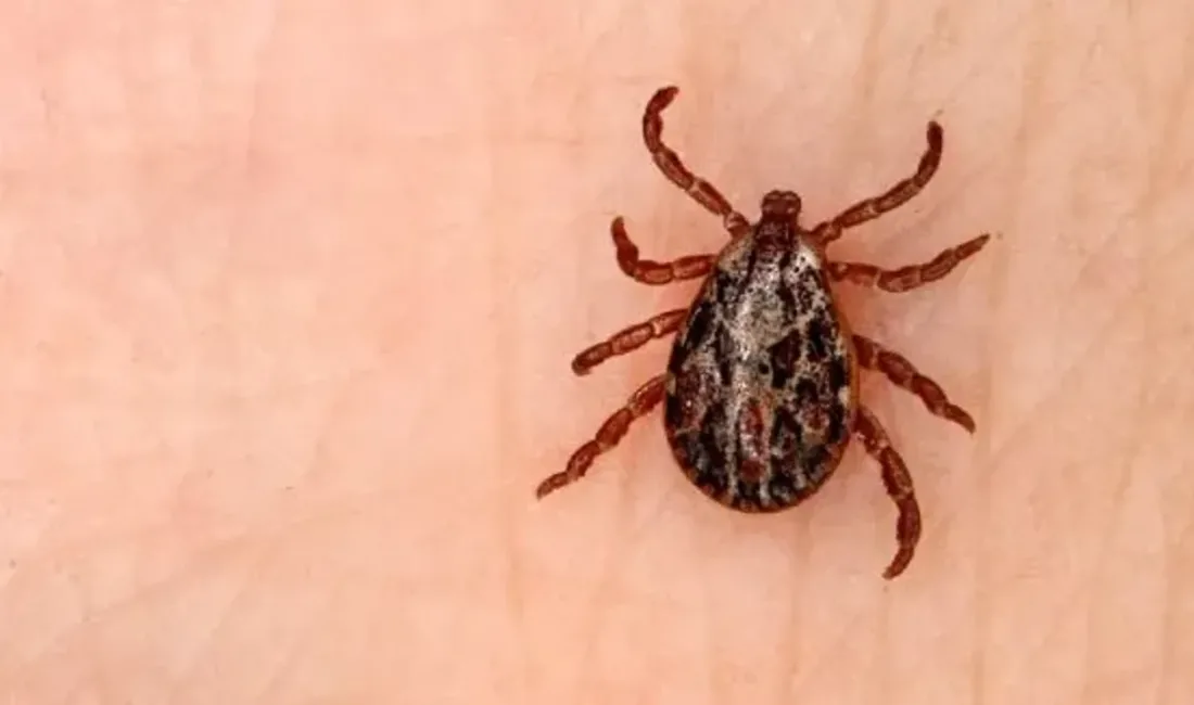 Yerköy ilçemize bağlı Terzili köyünde kene vakası tespit edildi.