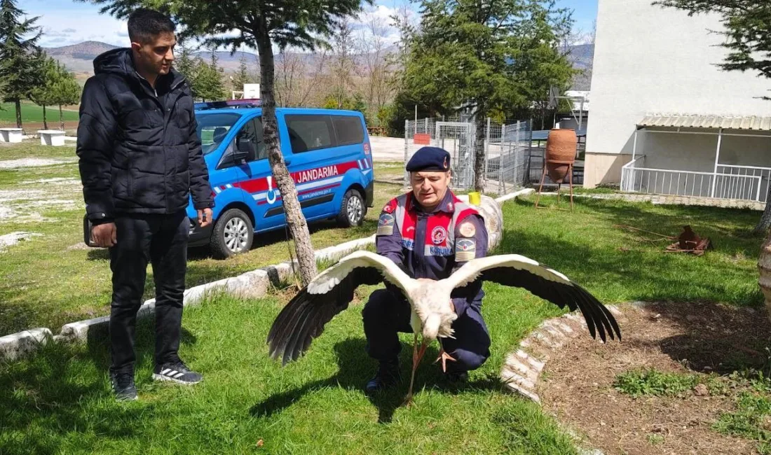 Yozgat’ın Aydıncık ilçesinde jandarma ekipleri tarafından bulunan hasta leylek, Doğa
