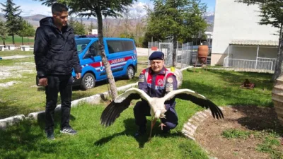 Yozgat’ın Aydıncık ilçesinde jandarma ekipleri tarafından bulunan hasta leylek, Doğa