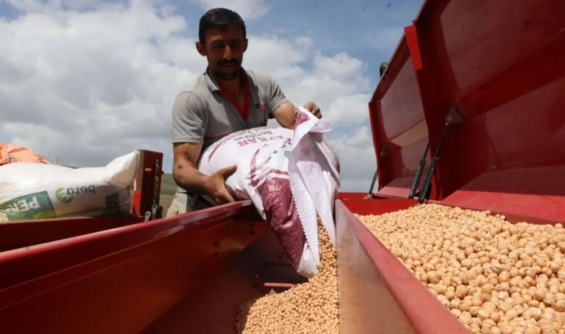 Yozgat'ta bu yıl artan yağışlar, nohut üretiminde yüksek verim beklentisi