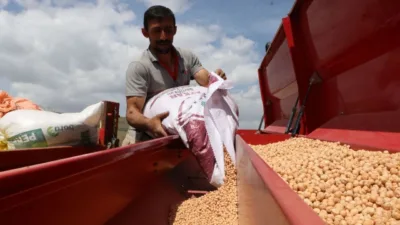 Yozgat'ta bu yıl artan yağışlar, nohut üretiminde yüksek verim beklentisi