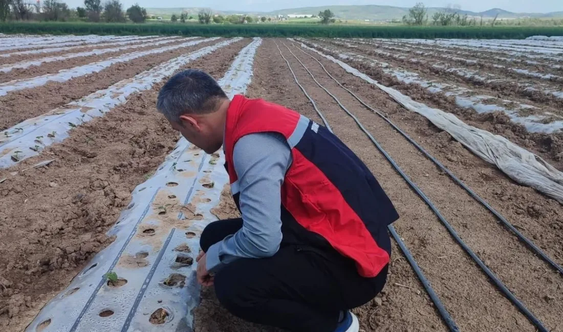 Yerköy İlçe Tarım ve Orman Müdürlüğü ekipleri, Kumluca köyünde domates