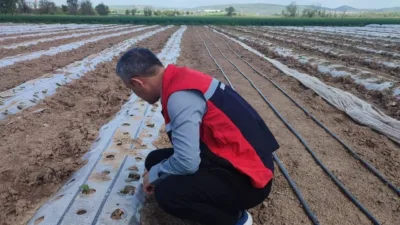 Yerköy İlçe Tarım ve Orman Müdürlüğü ekipleri, Kumluca köyünde domates