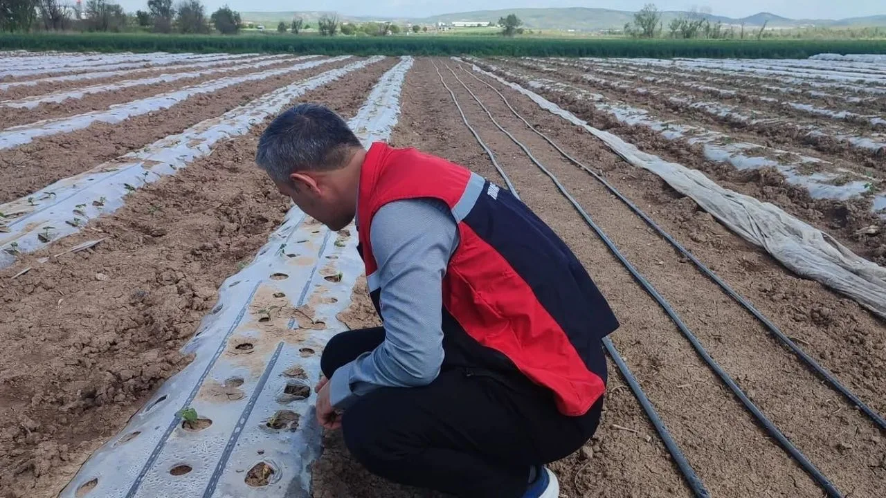Yerköy İlçe Tarım ve Orman Müdürlüğü ekipleri, Kumluca köyünde domates