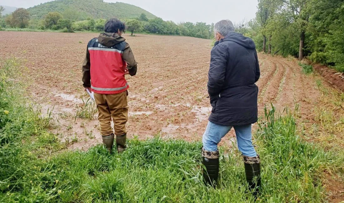 Yozgat'ın Çekerek ilçesinde aşırı yağışlar nedeniyle tarım arazilerinde hasar tespit