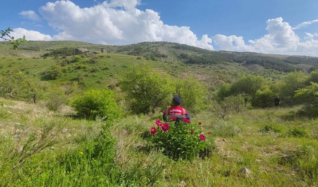 Yozgat'ta endemik bitki türü Cehrilik Lalesi'nin korunması amacıyla jandarma ekipleri