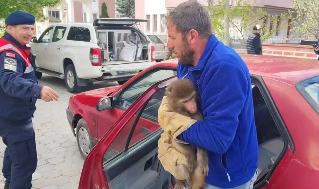 Yozgat'ın Sarıkaya ilçesinde, Karayakup köyü yolunda bulunan maymun, jandarma ekipleri