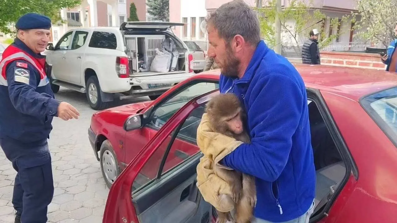 Yozgat'ın Sarıkaya ilçesinde, Karayakup köyü yolunda bulunan maymun, jandarma ekipleri