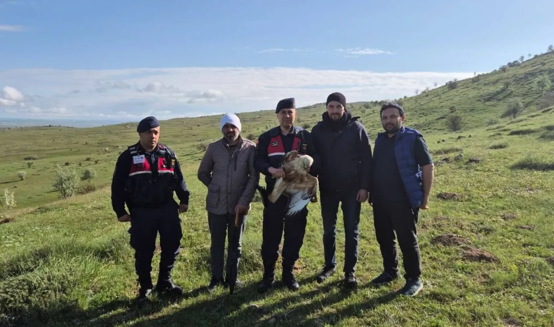 Yozgat'ın Sorgun ilçesinde yaralı halde bulunan kızıl şahin, tedavi için