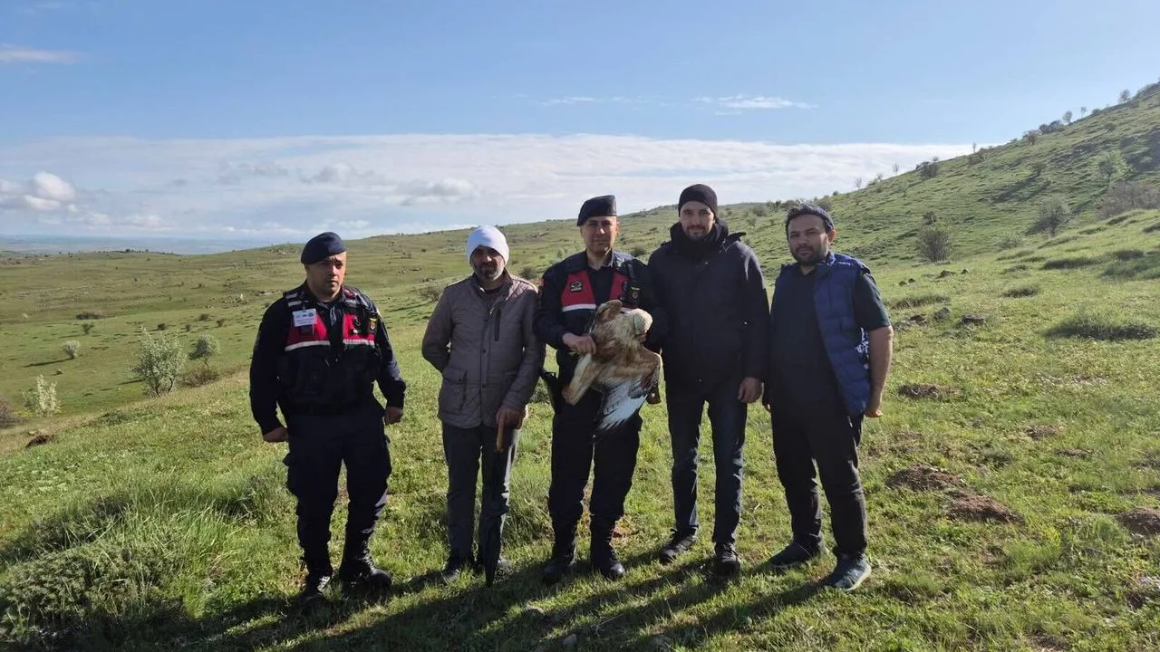 Yozgat'ta yaralı kızıl şahin tedavi altına alındı
