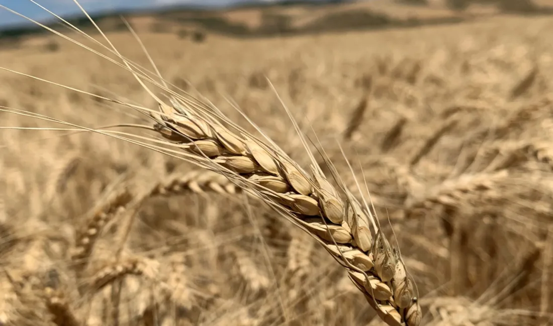 Yozgat İl Tarım ve Orman Müdürlüğü tarafından yürütülen çalışmada, Selamibey