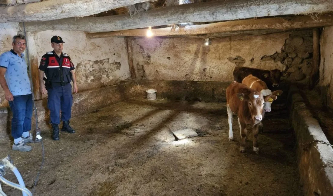 Yerköy ilçesinde kaybolan hayvanlar, jandarma ekiplerinin arama çalışmaları sonucunda sahibine