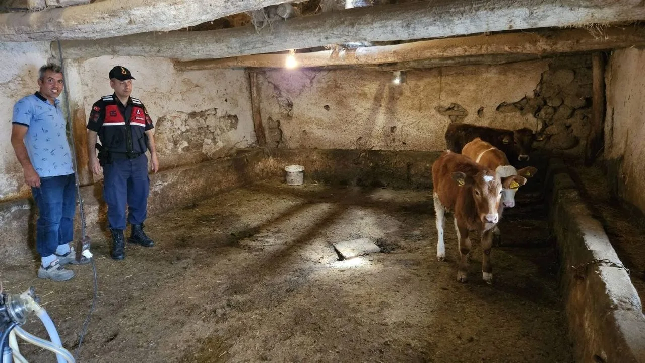Yerköy ilçesinde kaybolan hayvanlar, jandarma ekiplerinin arama çalışmaları sonucunda sahibine