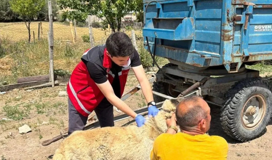 Yozgat Valiliği, il genelinde sahipli hayvanların kuduz aşısı yapılması ve