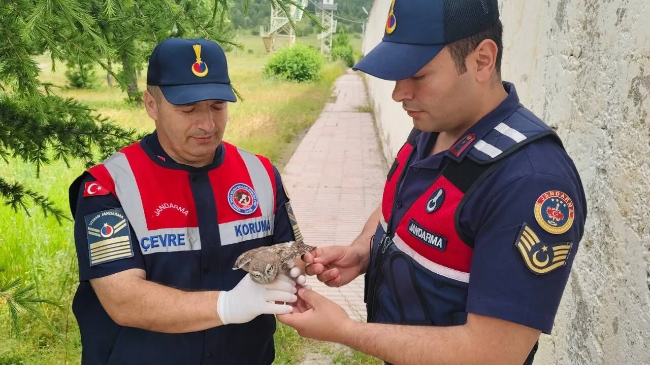 Yozgat'ta Yaralı Yavru Baykuş Jandarma Tarafından Kurtarıldı