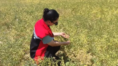 Yerköy İlçe Tarım ve Orman Müdürlüğü, ilçe genelindeki tarım arazilerinde