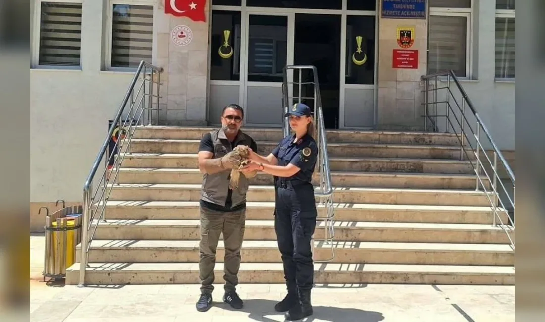 Yozgat'ın Çayıralan ilçesinde devriye gezen jandarma ekipleri, gözünden yaralanmış bir
