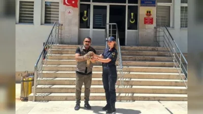 Yozgat'ın Çayıralan ilçesinde devriye gezen jandarma ekipleri, gözünden yaralanmış bir