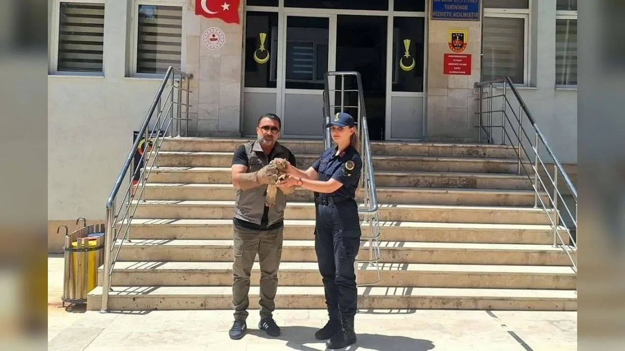 Yozgat'ın Çayıralan ilçesinde devriye gezen jandarma ekipleri, gözünden yaralanmış bir