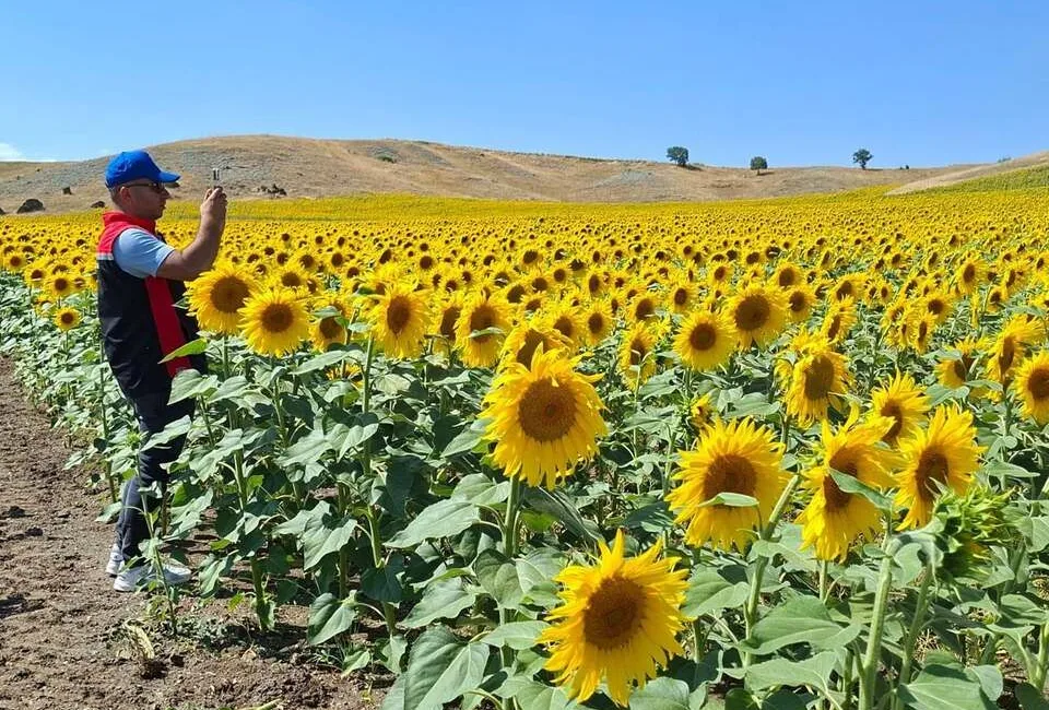 Yozgat'ta Tarım ve Orman Bakanlığı'nın TAKE Projesi kapsamında ekimi yapılan