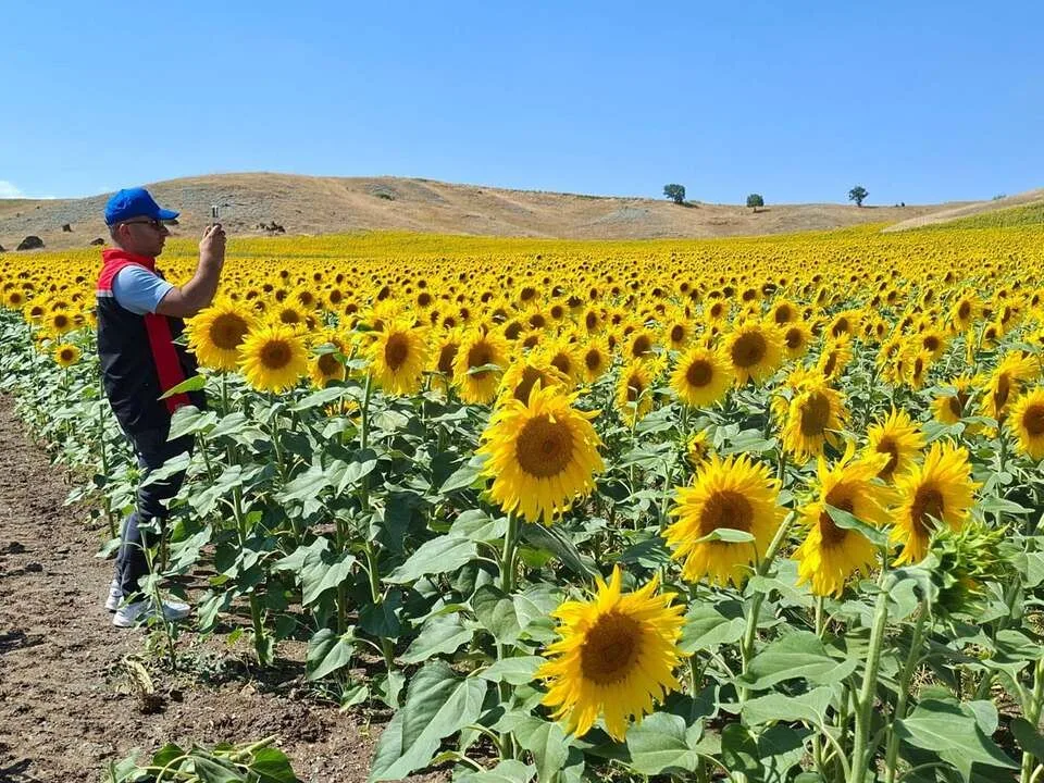 Yozgat'ta Tarım ve Orman Bakanlığı'nın TAKE Projesi kapsamında ekimi yapılan