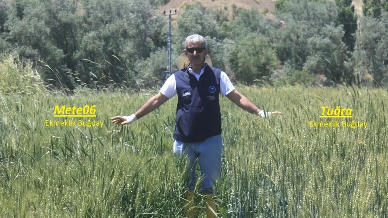 Yozgat'ta Buğday ve Nohut Demonstrasyonları Devam Ediyor