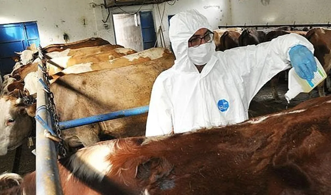Yozgat'ta artan kene vakalarına karşı kapsamlı mücadele başlatıldı. Yaklaşık 50