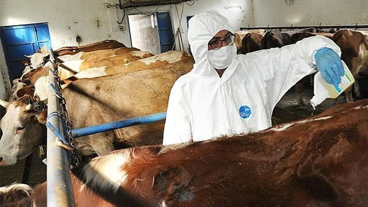 Yozgat'ta artan kene vakalarına karşı kapsamlı mücadele başlatıldı. Yaklaşık 50