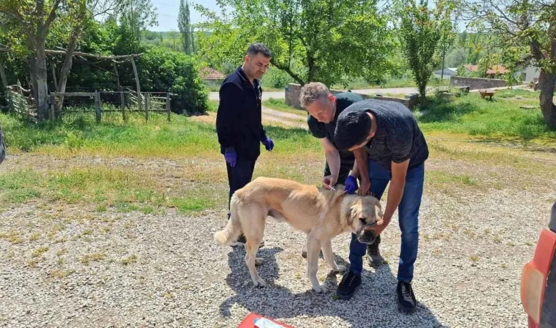 Yozgat'ta sahipli köpekler için mikroçip takma ve kuduz aşısı zorunluluğu
