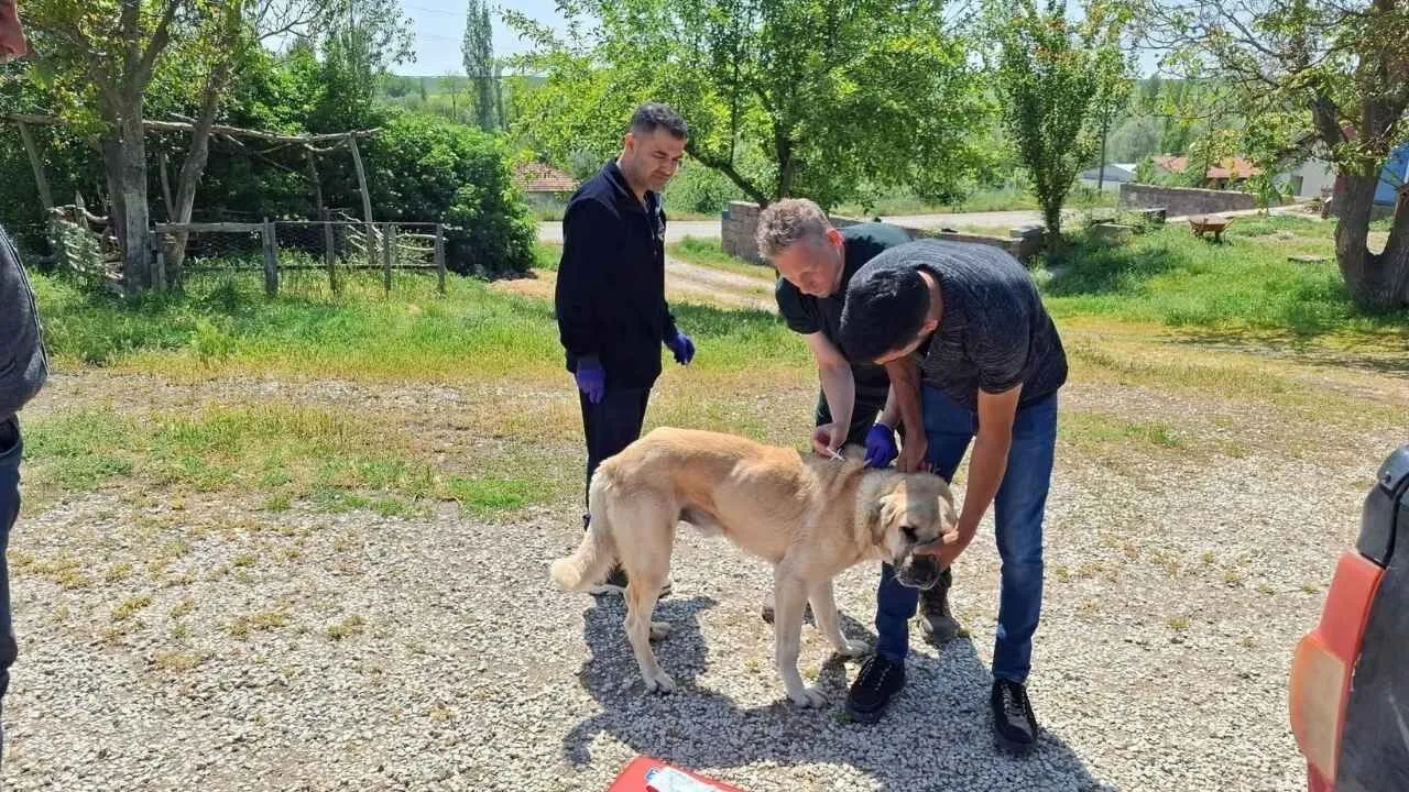 Yozgat'ta sahipli köpekler için mikroçip takma ve kuduz aşısı zorunluluğu