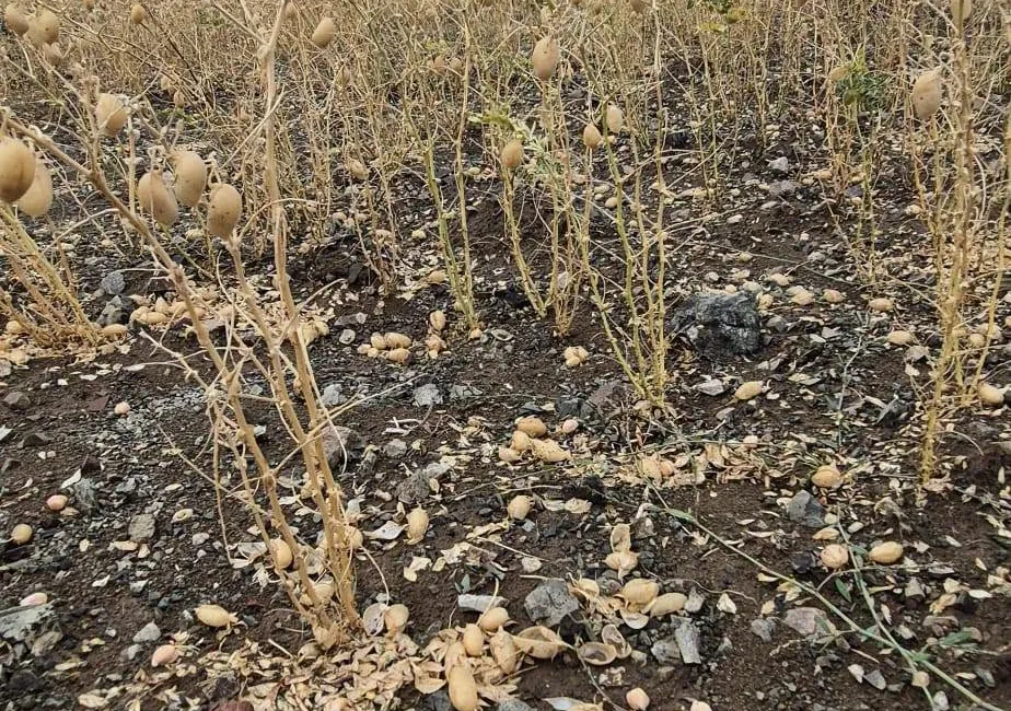 Yozgat genelinde etkili olan sağanak ve dolu, Sorgun’un Akocak köyünde