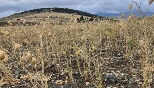 Yozgat genelinde etkili olan sağanak ve dolu, Sorgun’un Akocak köyünde