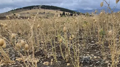 Yozgat genelinde etkili olan sağanak ve dolu, Sorgun’un Akocak köyünde