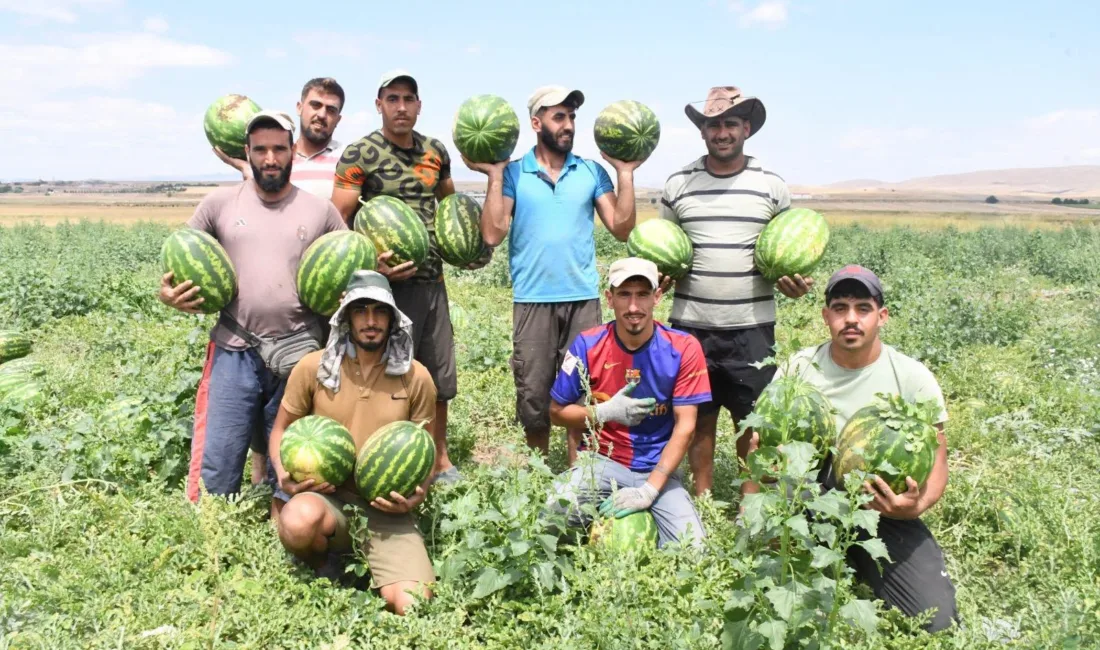 Yerköy'e bağlı Sekili köyünde yetiştirilen karpuzlarda hasat sezonu başladı. Geç