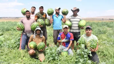 Yerköy'e bağlı Sekili köyünde yetiştirilen karpuzlarda hasat sezonu başladı. Geç