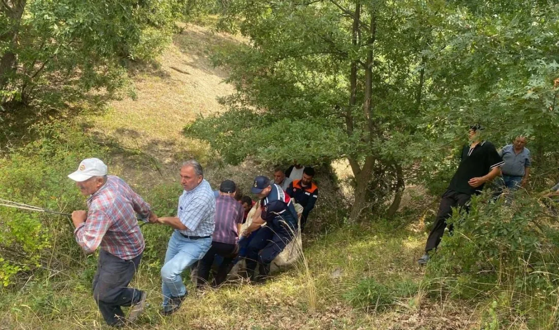 Yozgat'ın Çekerek ilçesinde dere yatağına düşen ve mahsur kalan büyükbaş