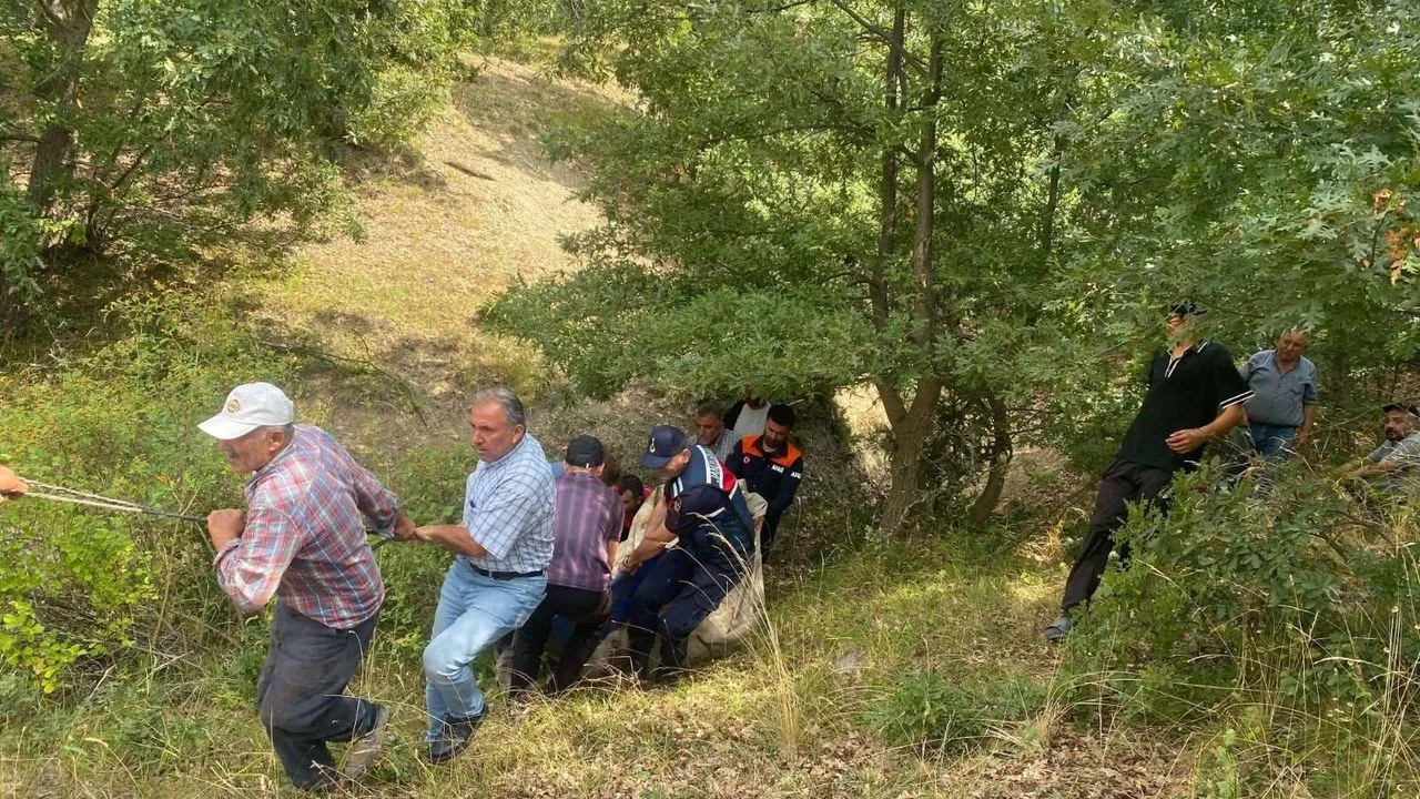 Yozgat'ın Çekerek ilçesinde dere yatağına düşen ve mahsur kalan büyükbaş