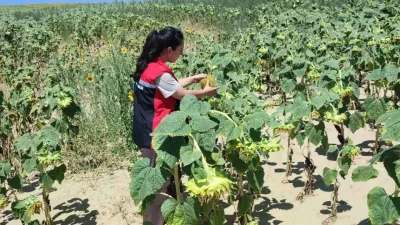 Yerköy'de TAKE Projesi kapsamında hibe desteğiyle üreticilere dağıtılan yağlık ayçiçeği