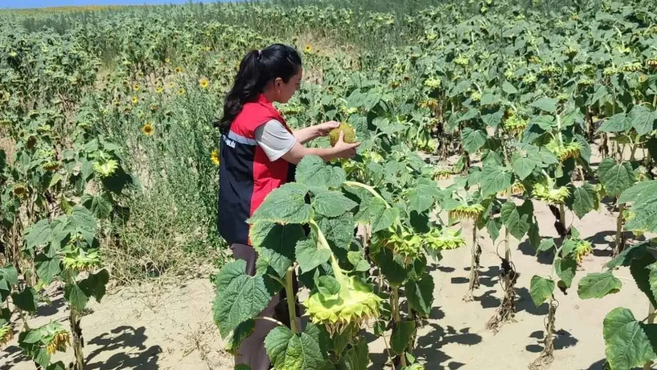 Yerköy'de TAKE Projesi kapsamında hibe desteğiyle üreticilere dağıtılan yağlık ayçiçeği
