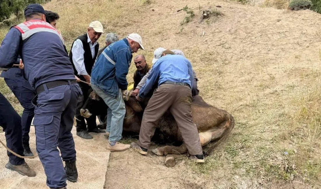 Yozgat'ta bir köyde otlatılan büyükbaş hayvan, dere yatağına düştü. Jandarma