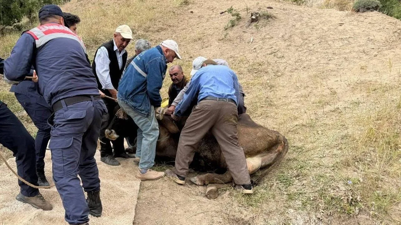 Yozgat'ta bir köyde otlatılan büyükbaş hayvan, dere yatağına düştü. Jandarma