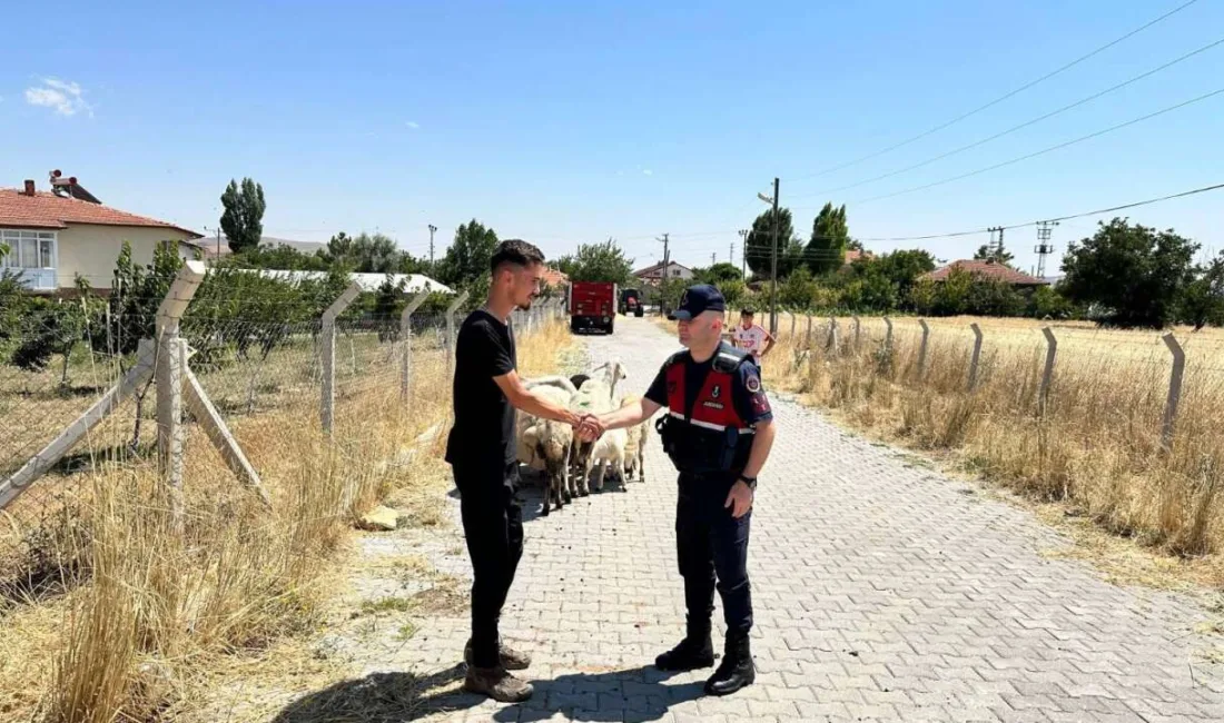 Yozgat'ta kaybolan 15 küçükbaş hayvan, jandarma ekiplerinin arama çalışmaları sonucu