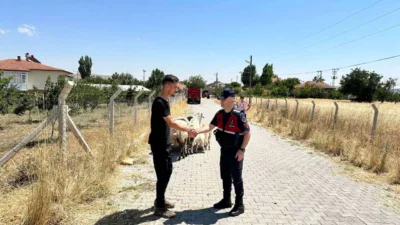 Yozgat'ta kaybolan 15 küçükbaş hayvan, jandarma ekiplerinin arama çalışmaları sonucu