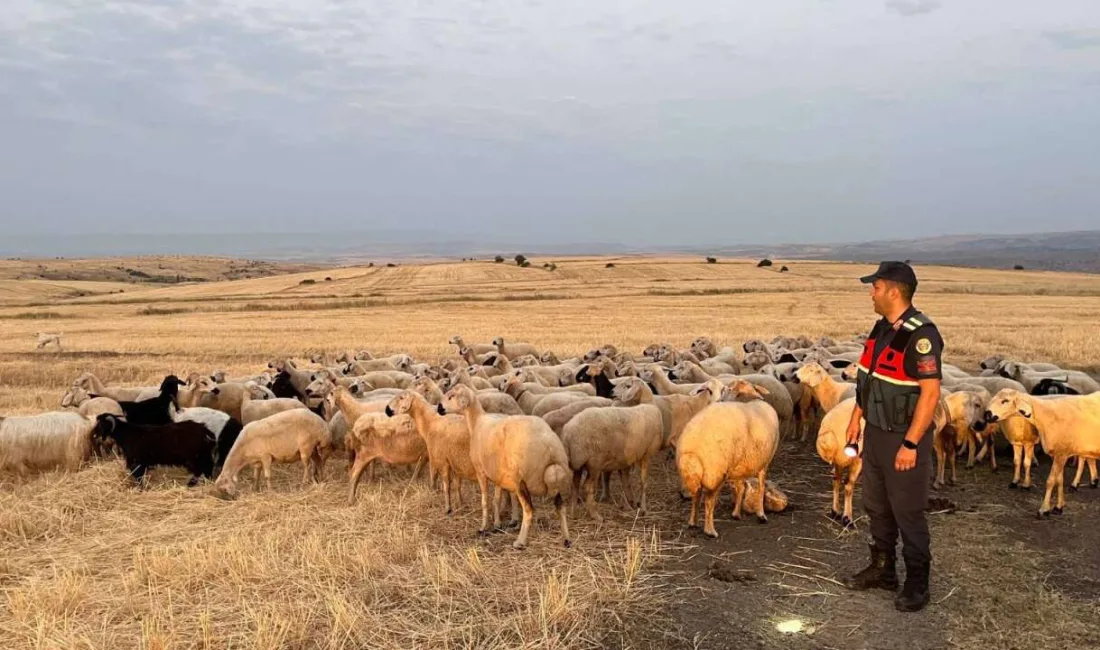 Yozgat'ta kaybolan 170 küçükbaş hayvan, jandarma ve AFAD ekiplerinin ortak