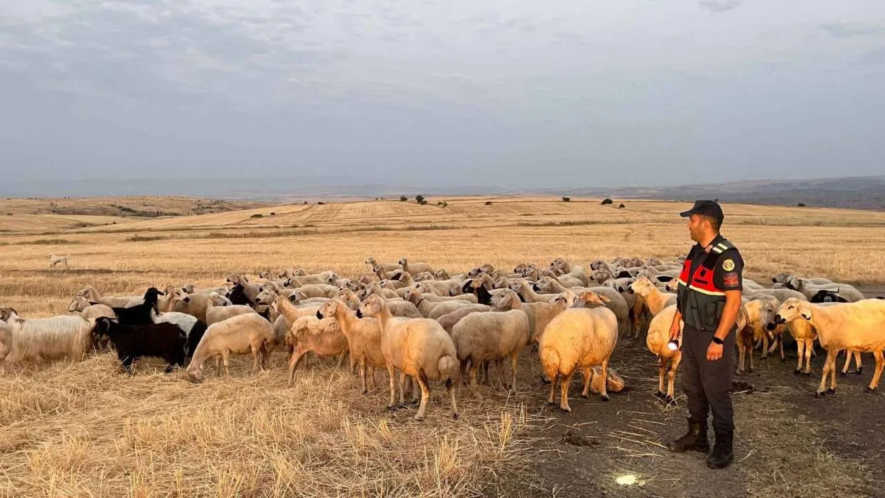 Yozgat'ta kaybolan 170 küçükbaş hayvan, jandarma ve AFAD ekiplerinin ortak