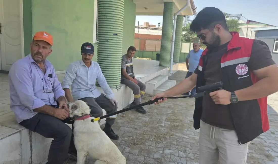 Yerköy İlçe Tarım ve Orman Müdürlüğü ile belediye ekipleri, başıboş