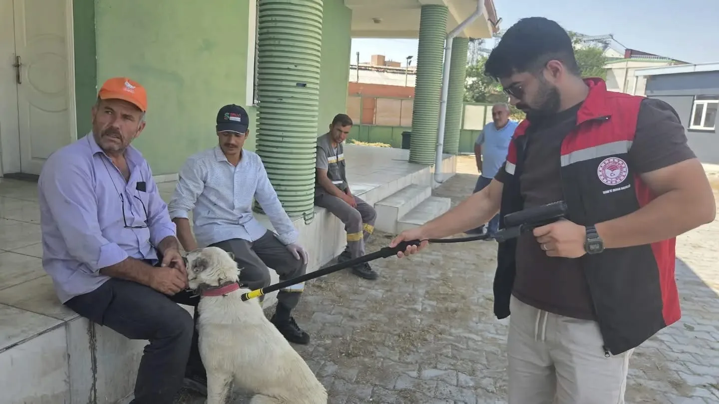 Yerköy İlçe Tarım ve Orman Müdürlüğü ile belediye ekipleri, başıboş